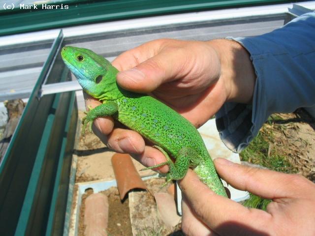 Tunisian Eyed Lizard (<i>Timon pater</i>)<br /> This is a mature male but only 18 months old. Plenty of growth left in him yet!