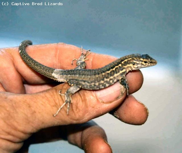 Hatchling Gran Canaria Giant Lizard <i>Gallotia stehlini</i>. Sadly the lovely markings fade as they grow older.