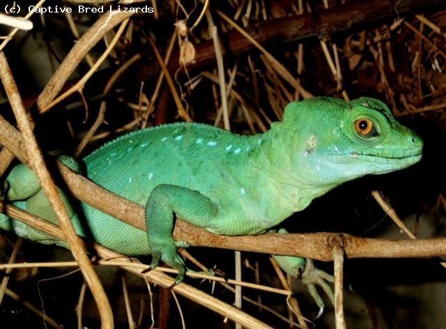 Plumed Basilisk (<i>Basiliscus plumifrons</i>)Spectacularly beautiful lizards. A bit more of a challenge than some species but thrive in large indoor vivaria. This is a young female. Lots of plant decoration suits them and makes the vivarium look better. 