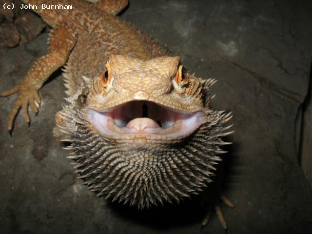 Bearded Dragon (<i>Pogona viticeps</i>)This is an adult male showing its "beard" in what tries to be a fearsome display. In reality - they are absolute sweeties!