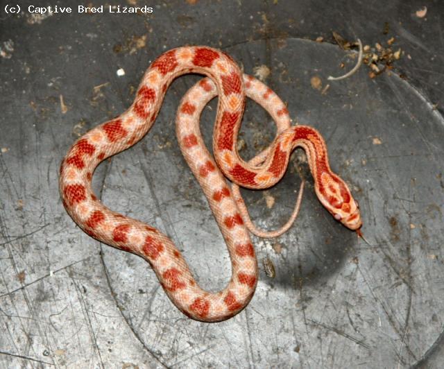 Corn Snakes - Amel het motley  (<i>Elaphe(Pantherophis)guttata</i>)