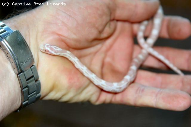 Corn snake - Snow(<i>Elaphe(Pantherophis)guttata</i>)