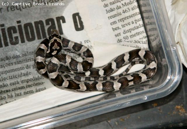 Corn Snake - Anerythristic(<i>Elaphe(Pantherophis) guttata</i>)