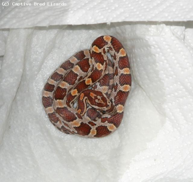 Corn Snake - normal wild colouration and markings (<i>Elaphe(Pantherophis) guttata</i>)