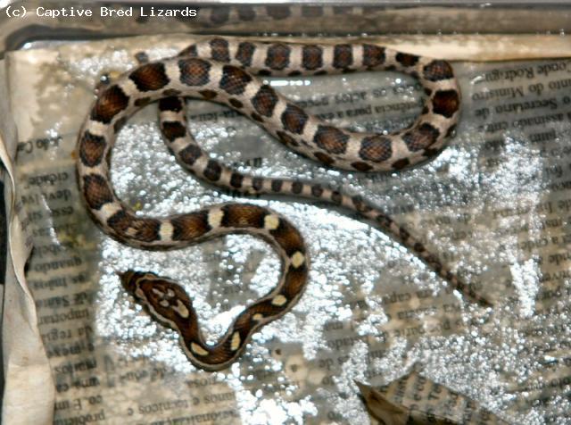 Corn Snake - Caramel (<i>Elaphe(Pantherophis) guttata</i>)