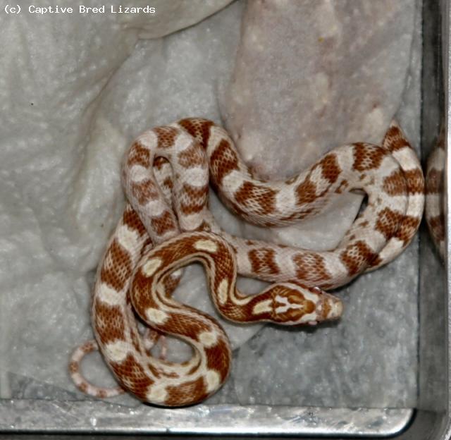 Corn Snake - Butter (<i>Elaphe(Pantherophis) guttata</i>)