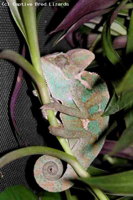 Yemen or Veiled Chameleon (<i>Chamaeleo calyptratus</i>). Both one of the most spectacular of chameleons and one of the easiest to maintain