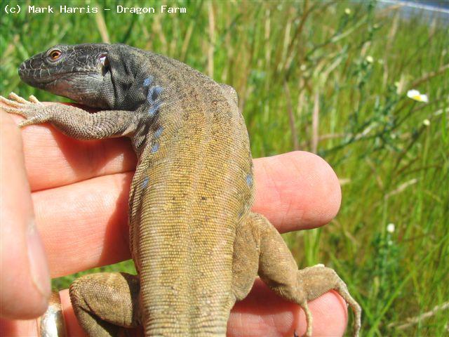 Tenerife Lizard. (<i> Gallotia gallotia</i>). Approaching the size of Eyed lizards when fully grown these are a beautiful lizard - especially the males with the vivid blue spots on the flanks.