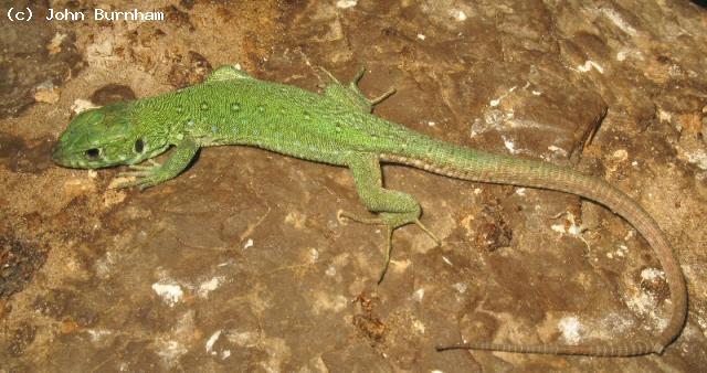 Juvenile Tunisian Eyed Lizard. (<i>Timon pater</i>). The bright green and pronounced occelations suggest this might be a male.