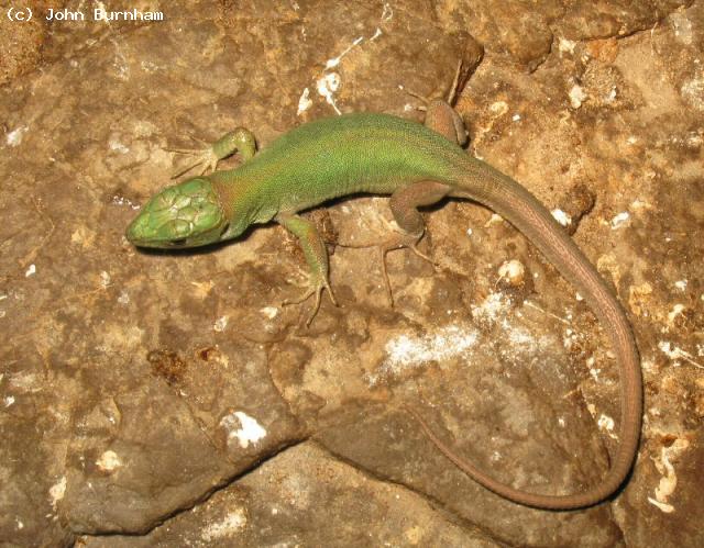 Juvenile Tunisian Eyed Lizard (<i>Timon pater </i>). This slightly duller and relatively unmarked animal is probably a female.