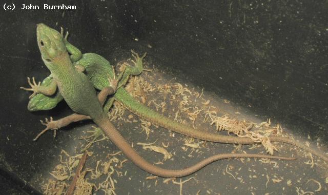 Juvenile Tunisian Eyed Lizards (<i>Timon pater</i>). These two are probably a pair although this cannot be guaranteed at this age.