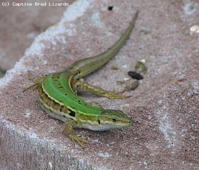 This is an adult female Italian Wall Lizard (<i>Podarcis siculus campestris</i>). She is a regular breeder.
