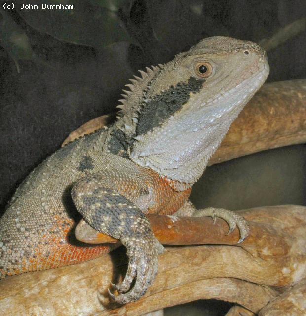 This is a male Australian Water Dragon (<i>Physygnathus leseurii</i>). He is 3 years old and although far from fully grown he is sexually mature.