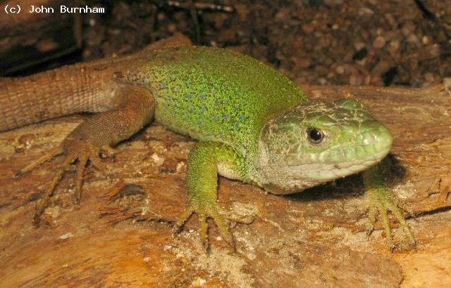 This is a male Moroccan Eyed Lizard (<i>Timon tangitanus</i>). Rarely seen in the UK this is one half of a pair available in October 2010