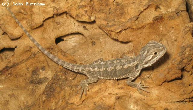 One of the Bearded Dragon (<i>Pogona vitticeps</i>) babies available in 2010.