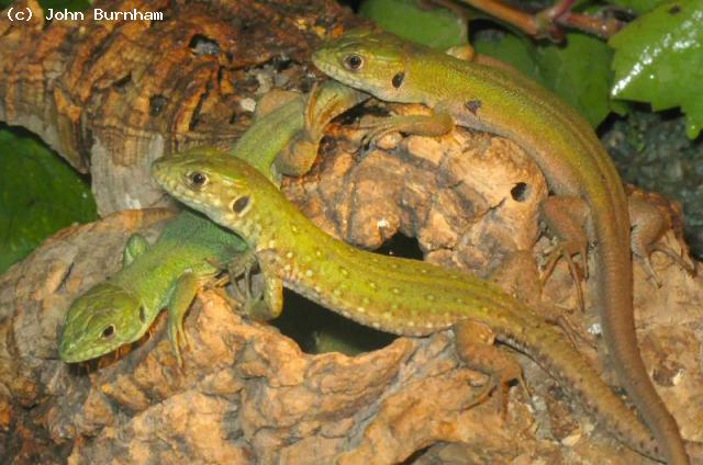 Tunisian Eyed Lizard (<i>Timon pater</i>). Truly beautiful lizards. Can become very tame as adults. Can be kept in a frost-proof greenhouse or an indoor vivarium similar to Beardies but do not need to be so hot. 