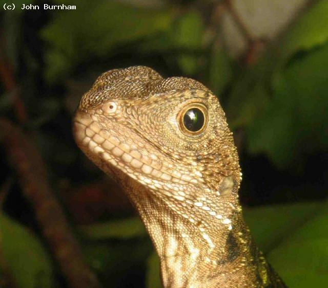 A baby Australian Water Dragon (<i>Physignathus leseurii</i>). A lovely portrait showing just how supercilious they can look!