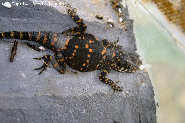 Orange Spotted Agama (<i>Laudakia stellio picea</i>). This is an adult female. These animals are considerably smaller than other stellio but extremely beautiful. Semi-hardy. Will become tolerant rather than tame.