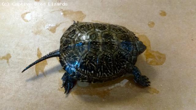 1 year old - approx 60mm carapace lenght