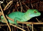 Plumed Basilisk (<i>Basiliscus plumifrons</i>)Spectacularly beautiful lizards. A bit more of a challenge than some species but thrive in large indoor vivaria. This is a young female. Lots of plant decoration suits them and makes the vivarium look better. 