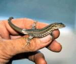 Hatchling Gran Canaria Giant Lizard <i>Gallotia stehlini</i>. Sadly the lovely markings fade as they grow older.