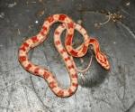 Corn Snakes - Amel het motley (<i>Elaphe(Pantherophis)guttata</i>)