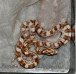 Corn Snake - Butter (<i>Elaphe(Pantherophis) guttata</i>)