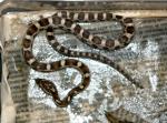 Corn Snake - Caramel (<i>Elaphe(Pantherophis) guttata</i>)