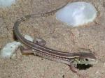 Balkan Green Lizard (<i>Lacerta trilineata</i>). This is a newly hatched baby. By the time we sell these they are substantially grown. As they grow they become green, females sometimes retaining the stripes which give them their scientific name.