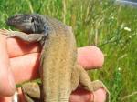 Tenerife Lizard. (<i> Gallotia gallotia</i>). Approaching the size of Eyed lizards when fully grown these are a beautiful lizard - especially the males with the vivid blue spots on the flanks.