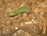 Juvenile Tunisian Eyed Lizard (<i>Timon pater </i>). This slightly duller and relatively unmarked animal is probably a female.