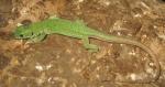 Juvenile Tunisian Eyed Lizard. (<i>Timon pater</i>). The bright green and pronounced occelations suggest this might be a male.