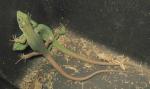 Juvenile Tunisian Eyed Lizards (<i>Timon pater</i>). These two are probably a pair although this cannot be guaranteed at this age.