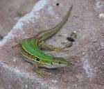 This is an adult female Italian Wall Lizard (<i>Podarcis siculus campestris</i>). She is a regular breeder.