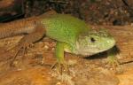 This is a male Moroccan Eyed Lizard (<i>Timon tangitanus</i>). Rarely seen in the UK this is one half of a pair available in October 2010