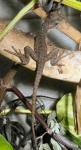 Australian Water Dragon (Physignathus leseurii)- 2010 baby. These beautiful semi-hardy Water Dragons are easier to maintain than, and equally as beautiful as, the popular Thai Water Dragon.