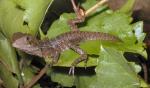 Australian Water Dragon (<i>Physignathus leseurii</i>)- 2010 baby. These beautiful semi-hardy Water Dragons are easier to maintain than, and equally as beautiful as, the popular Thai Water Dragon.