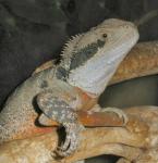 This is a male Australian Water Dragon (<i>Physygnathus leseurii</i>). He is 3 years old and although far from fully grown he is sexually mature.