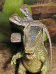 Some of the Bearded Dragon (Pogona vitticeps) babies available in 2010. Tyrannosaurus NOT included