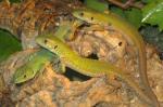 Tunisian Eyed Lizard (<i>Timon pater</i>). Truly beautiful lizards. Can become very tame as adults. Can be kept in a frost-proof greenhouse or an indoor vivarium similar to Beardies but do not need to be so hot. 