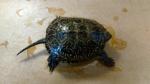 1 year old - approx 60mm carapace lenght