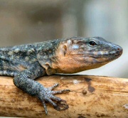 Male Giant Canary Island lizard (Galloti stehlini)