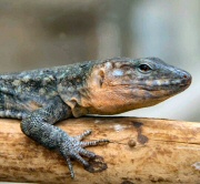 Male Giant Canary Island lizard (Galloti stehlini)